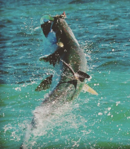 tarpon fishing