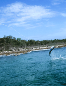 tarpon on the fly - fly fishing for tarpon