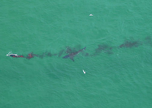 great white sharks in cape cod