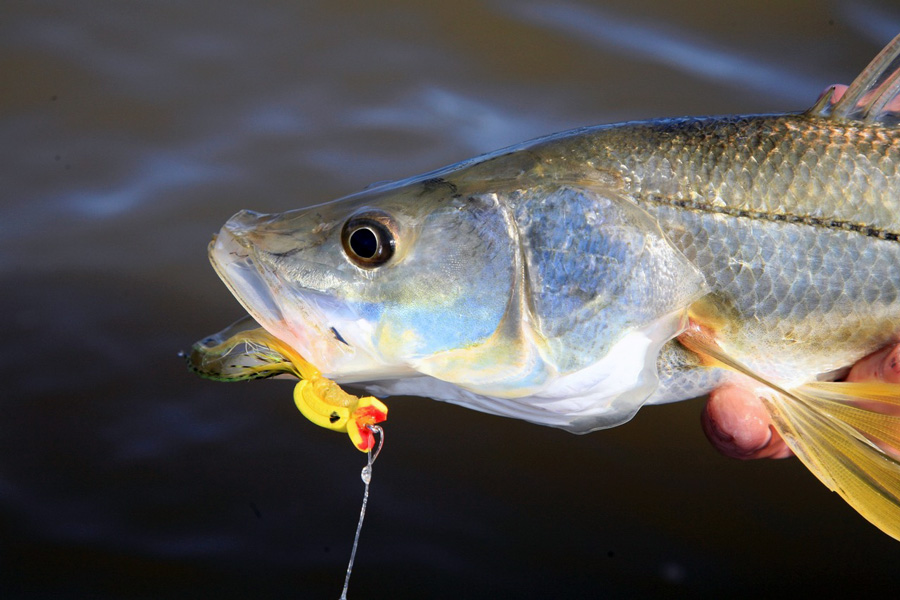 Chico Fernandez share his best everglades flies for redfish, snook and trout in Tail Fly Fishing Magazine.