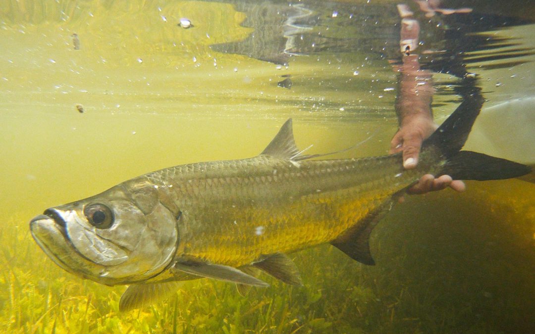 FLY FISHING FOR JUVENILE TARPON Tail Fly Fishing Magazine