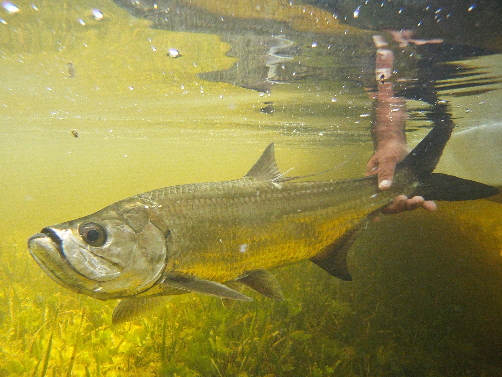 FLY FISHING FOR JUVENILE TARPON