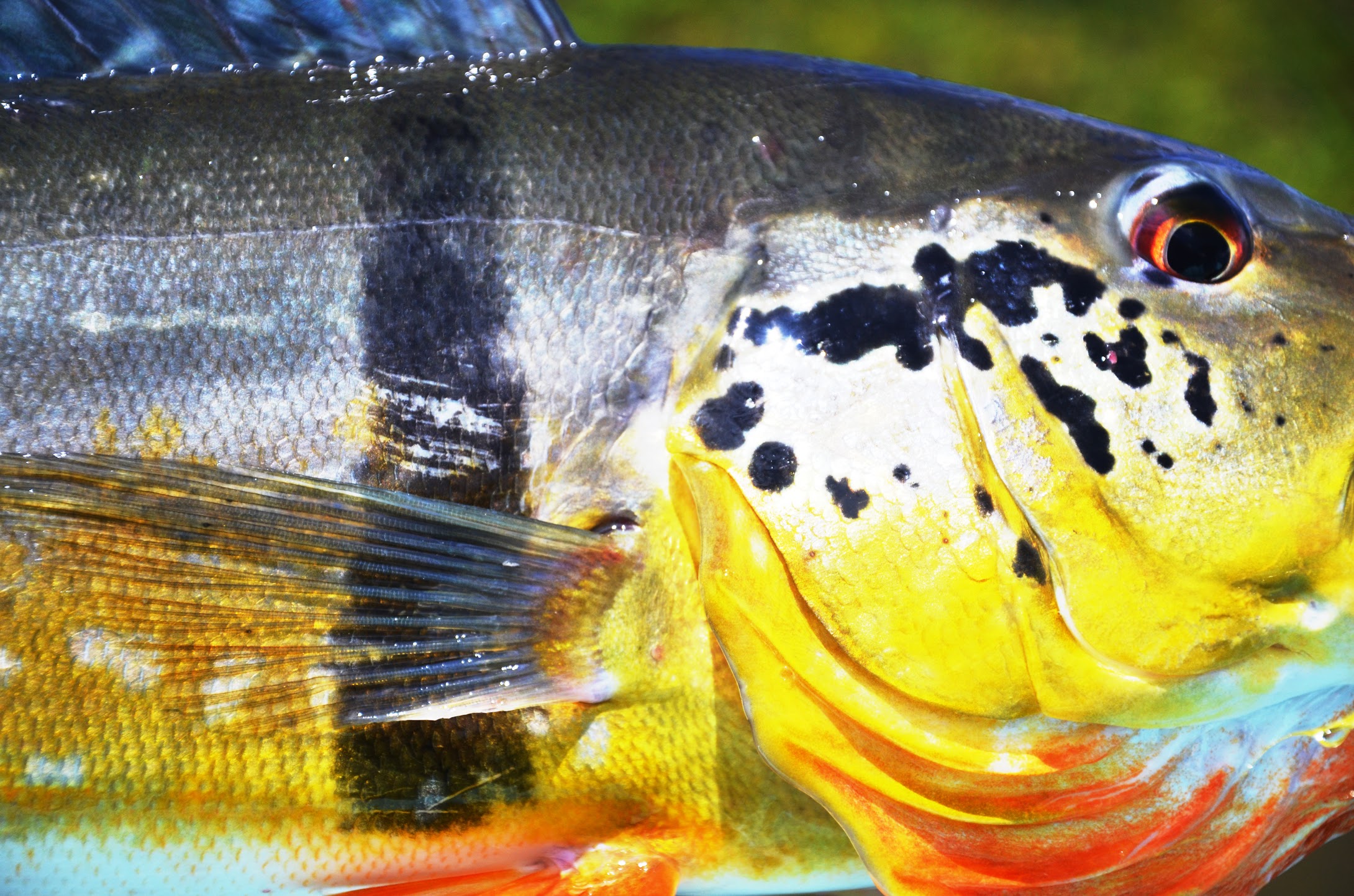 Peacock Bass in Brazil