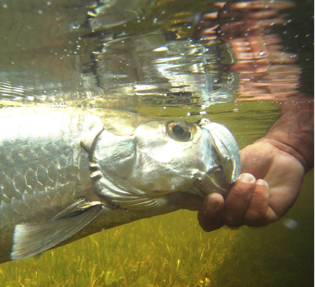 FLY FISHING FOR JUVENILE TARPON Tail Fly Fishing Magazine