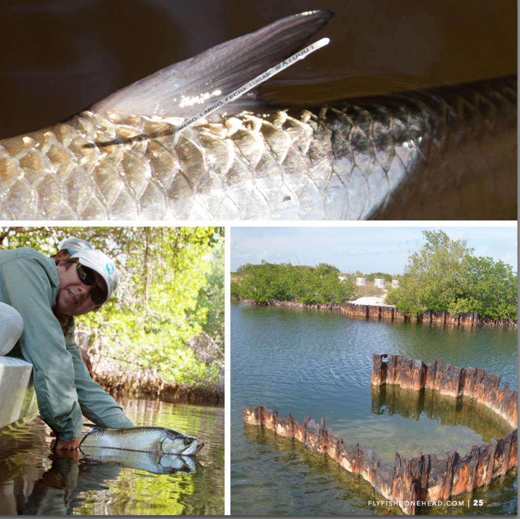FLY FISHING FOR JUVENILE TARPON Tail Fly Fishing Magazine