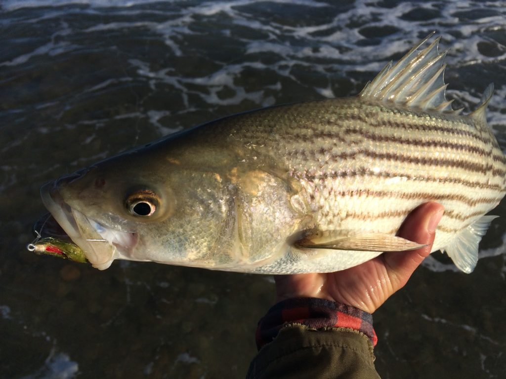 fly fishing for stripe bass