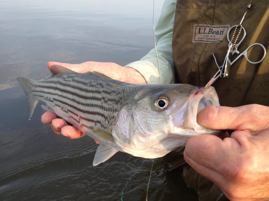 Fly Fishing for stripe bass
