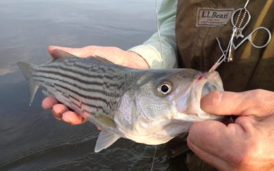 fly fishing magazine - saltwater fly fishing magazine - Fly Fishing for striped bass
