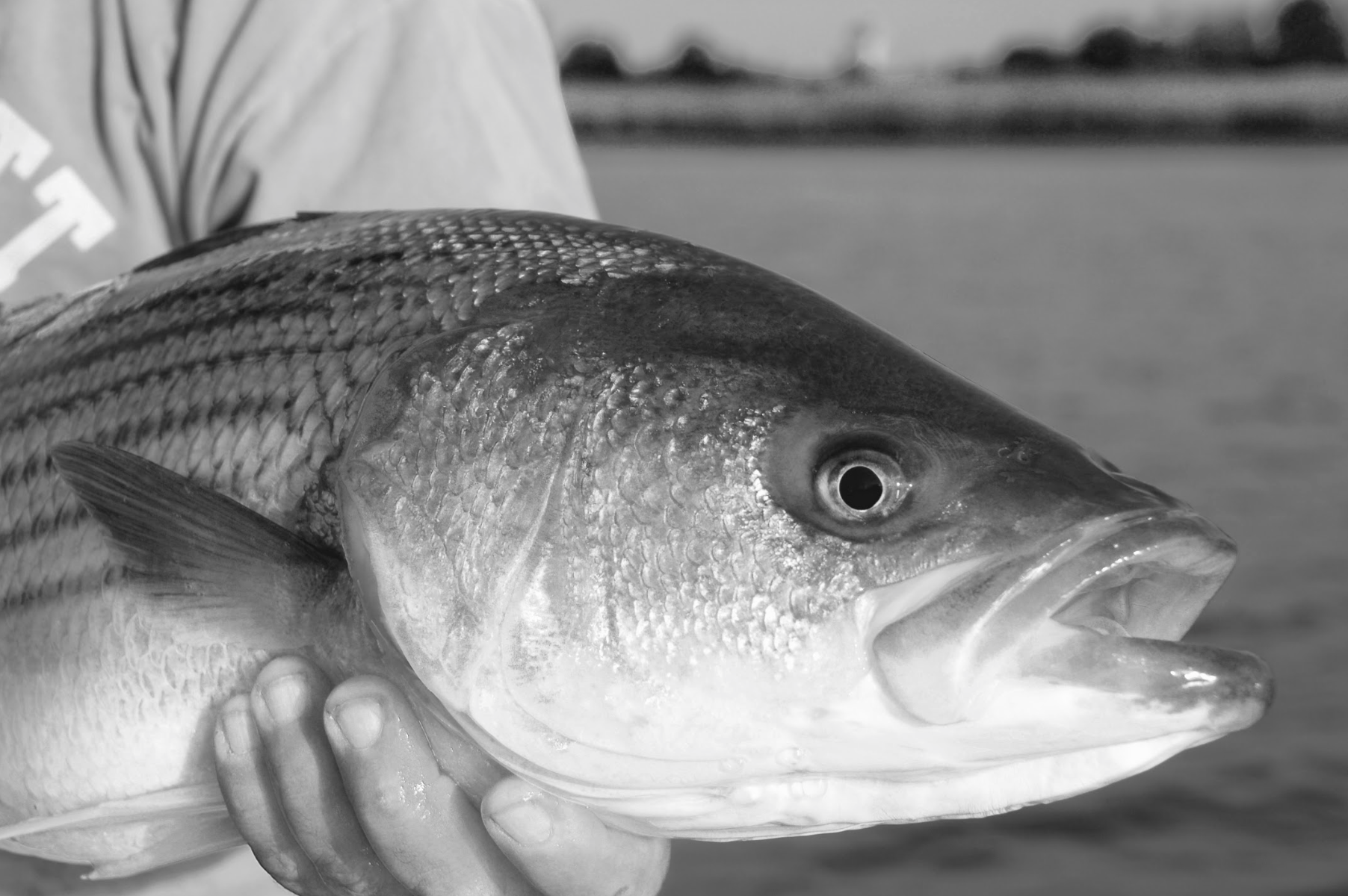 THE DECLINE OF THE STRIPED BASS