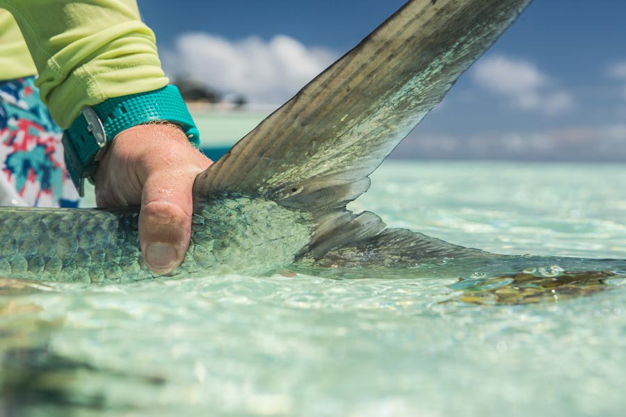 Milkfish on the Fly