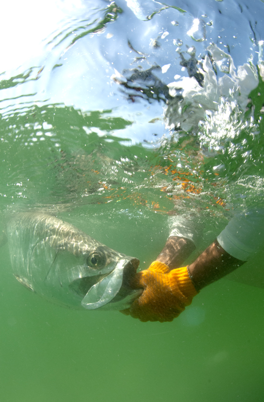 saltwater fly fishing magazine - TARPON on the fly