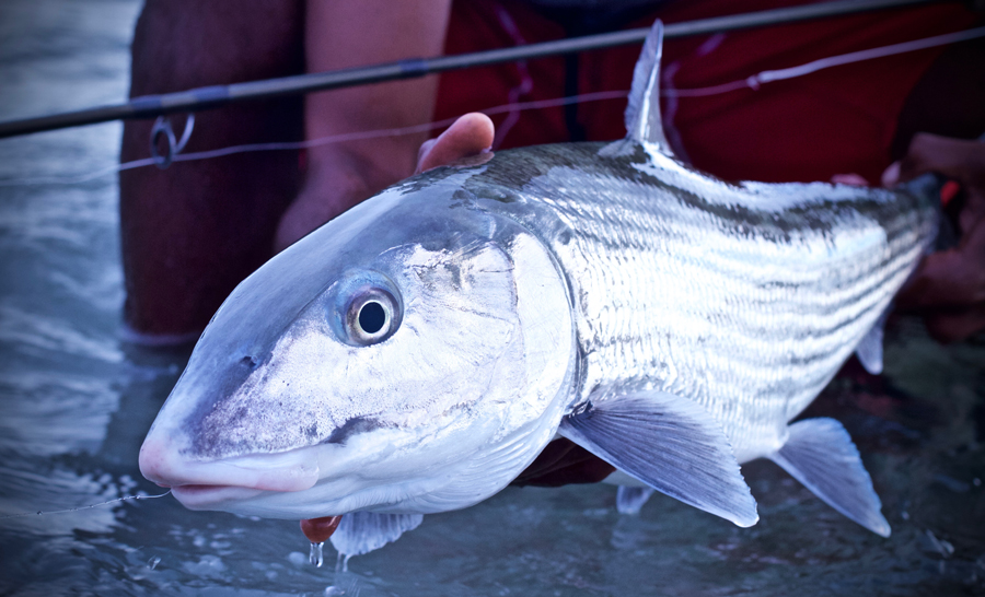 bonefish on the fly - saltwater fly fishing magazine - tail fly mag