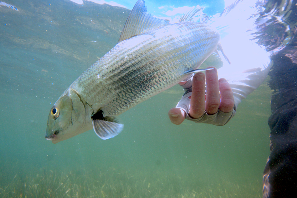 bonefish and permit on the fly - fly fishing for permit and bonefish