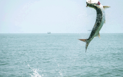 tarpon on the fly - fly fishing for tarpon