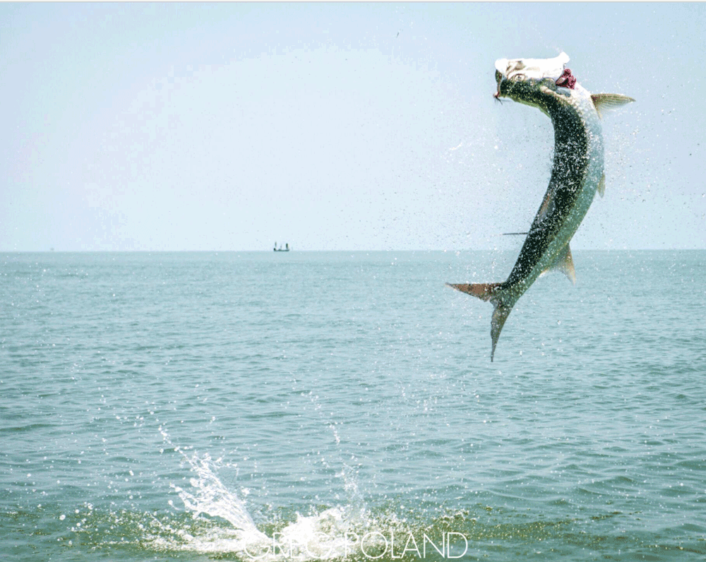 5 Things To Consider For Your First Tarpon Trip