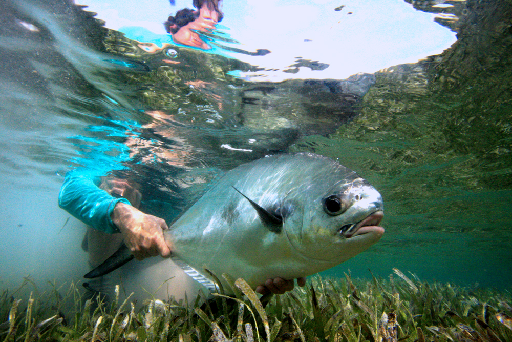 bonefish and permit on the fly - fly fishing for permit and bonefish