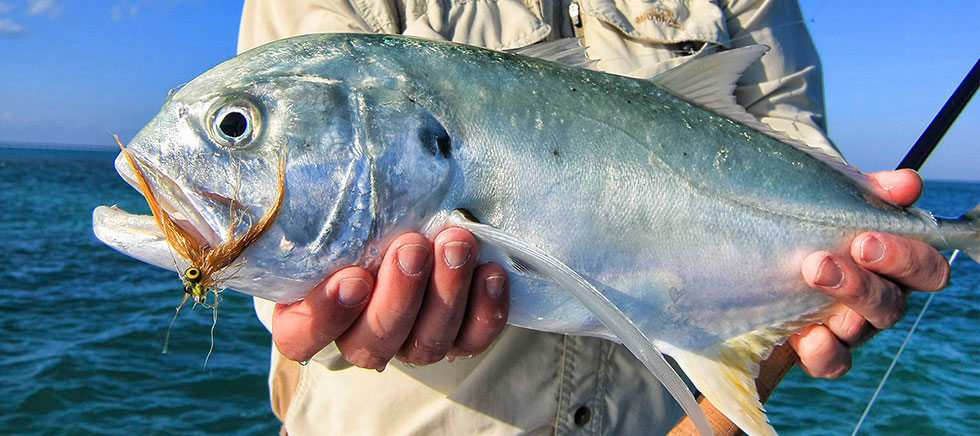 Target Species: Jack Crevalle