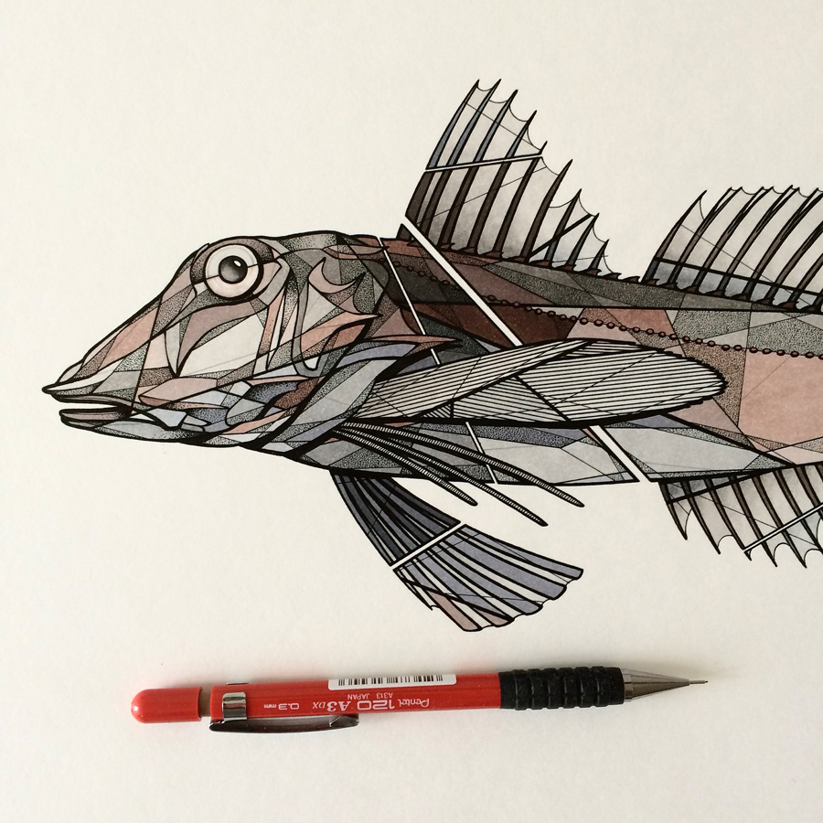 Teuthis – Fish Art