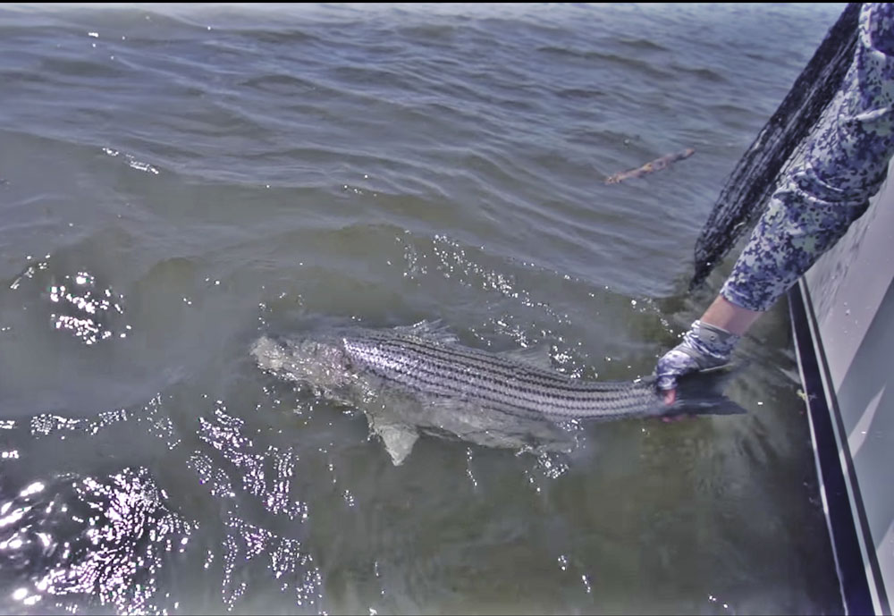 Striped Bass on the Fly Tail Fly Fishing Magazine