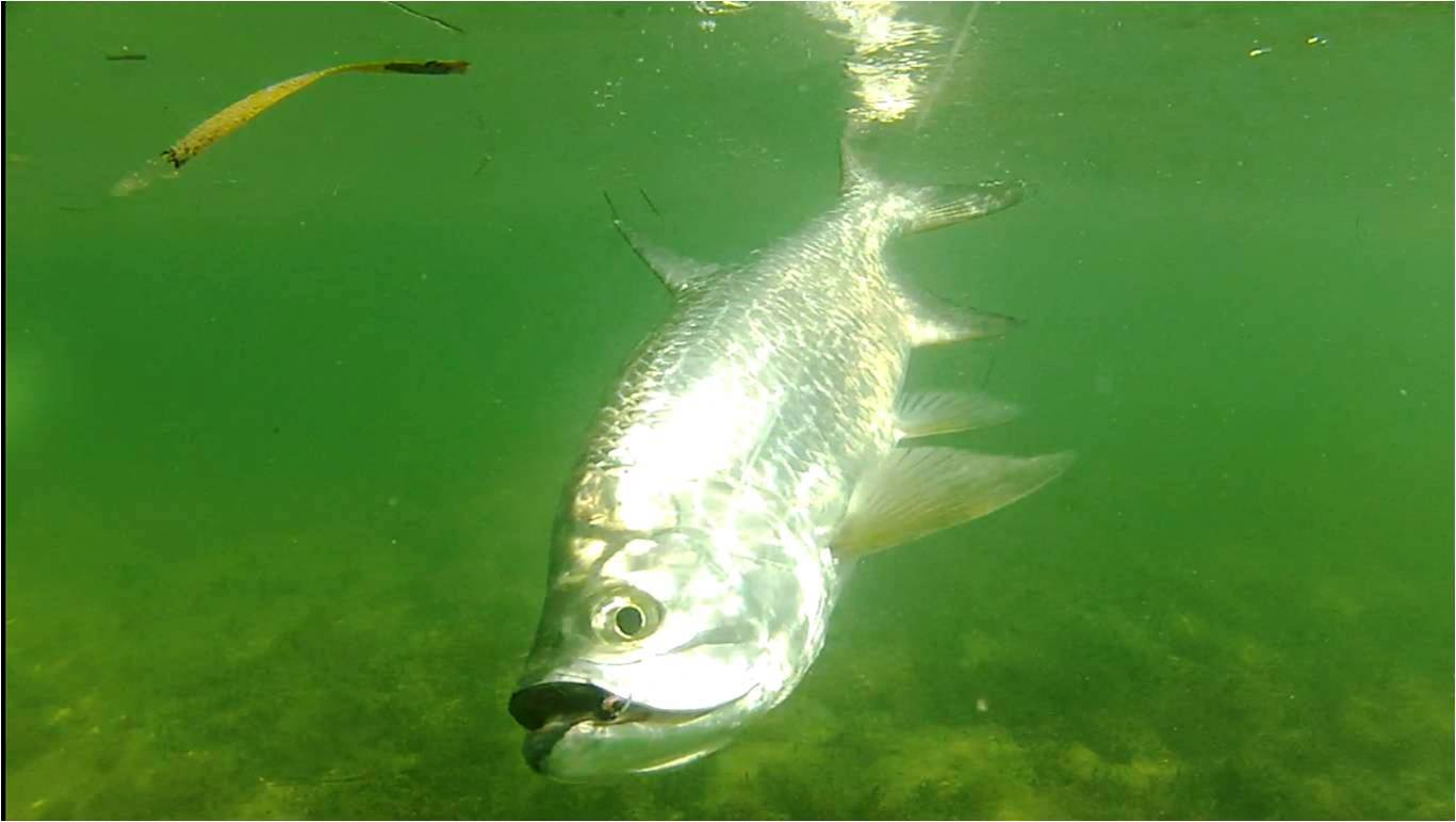 Palolo Worm Hatch Tail Fly Fishing Magazine