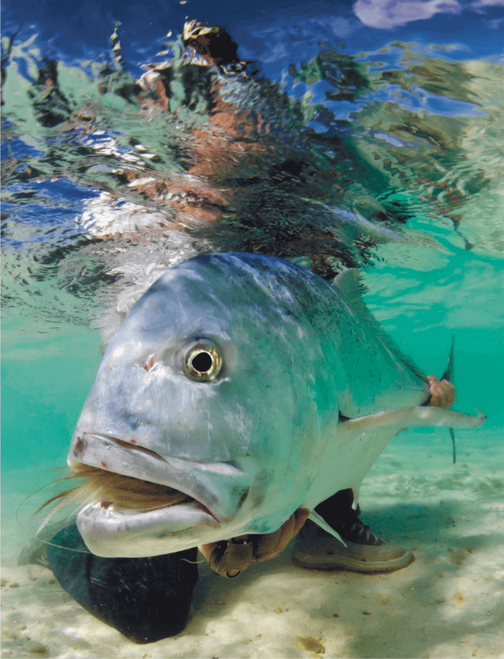 Hunting Giant Trevally (GT) on the Fly - Tail Fly Fishing Magazine