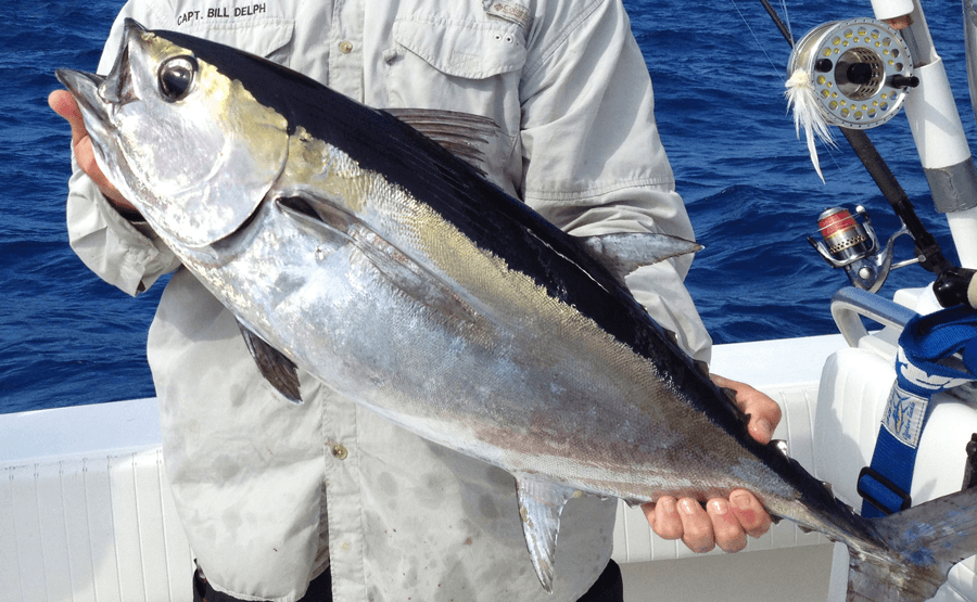 fly fishing magazine - blackfin tuna on the fly