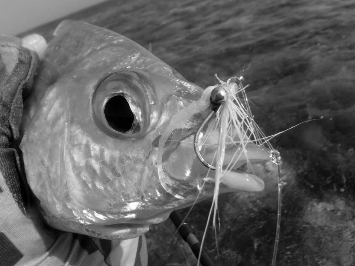 Saltwater fly fishing - White Clouser fly for saltwater