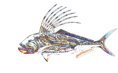 roosterfish on the fly - tail fly fishing magazine