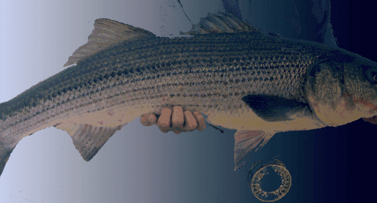 The Ghost – A Striped Bass Story