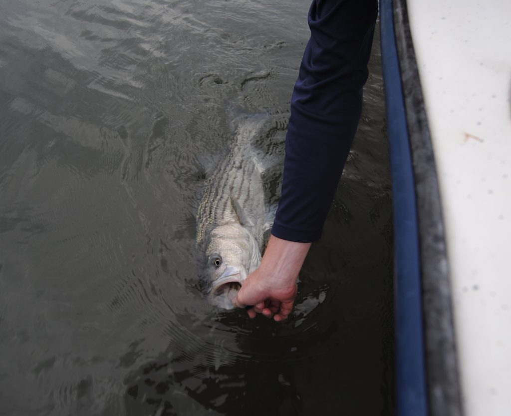 Heavyweights of Jamaica Bay Tail Fly Fishing Magazine