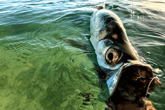 Tarpon on the fly in the florida keys - tail fly fishing magazine