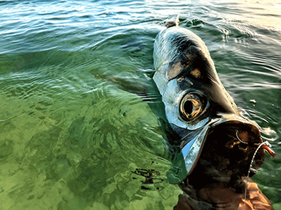 Alive & Well in the Florida Keys - Tail Fly Fishing Magazine
