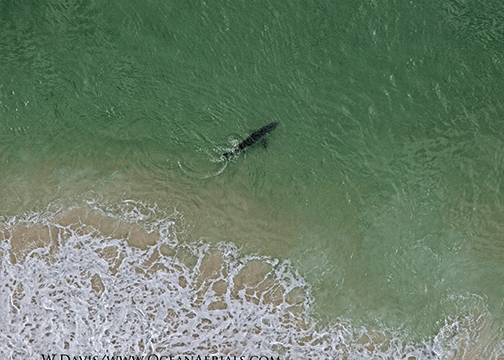 great white sharks in cape cod