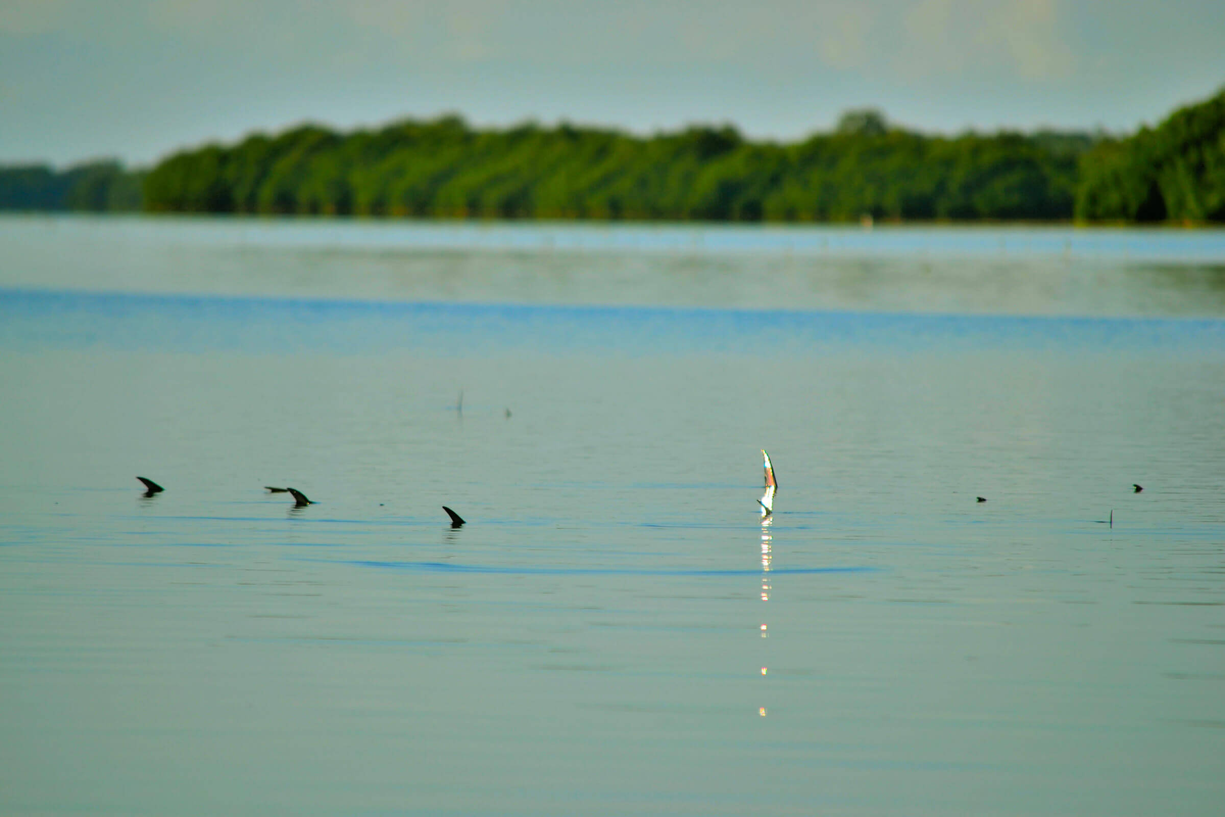 tailing permit in the florida keys - tail fly fishing magazine - the voice of saltwater fly fishing