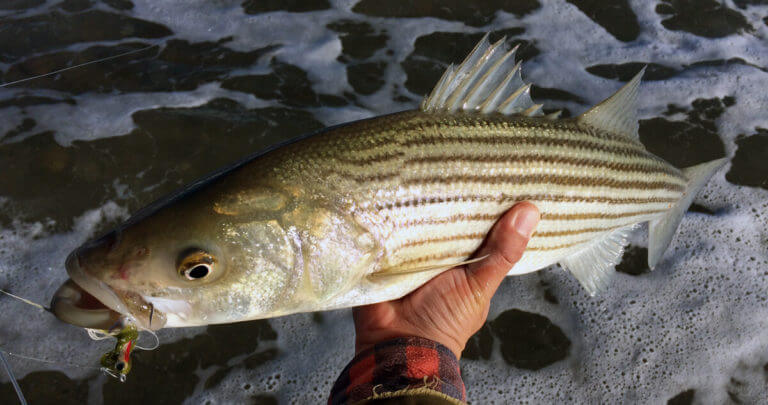fly fishing for striped bass in cape cod - tail fly fishing magazine