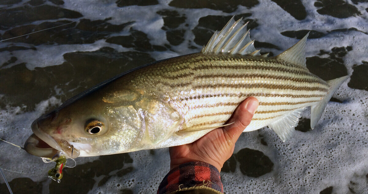Stripers: Past & Present - Tail Fly Fishing Magazine