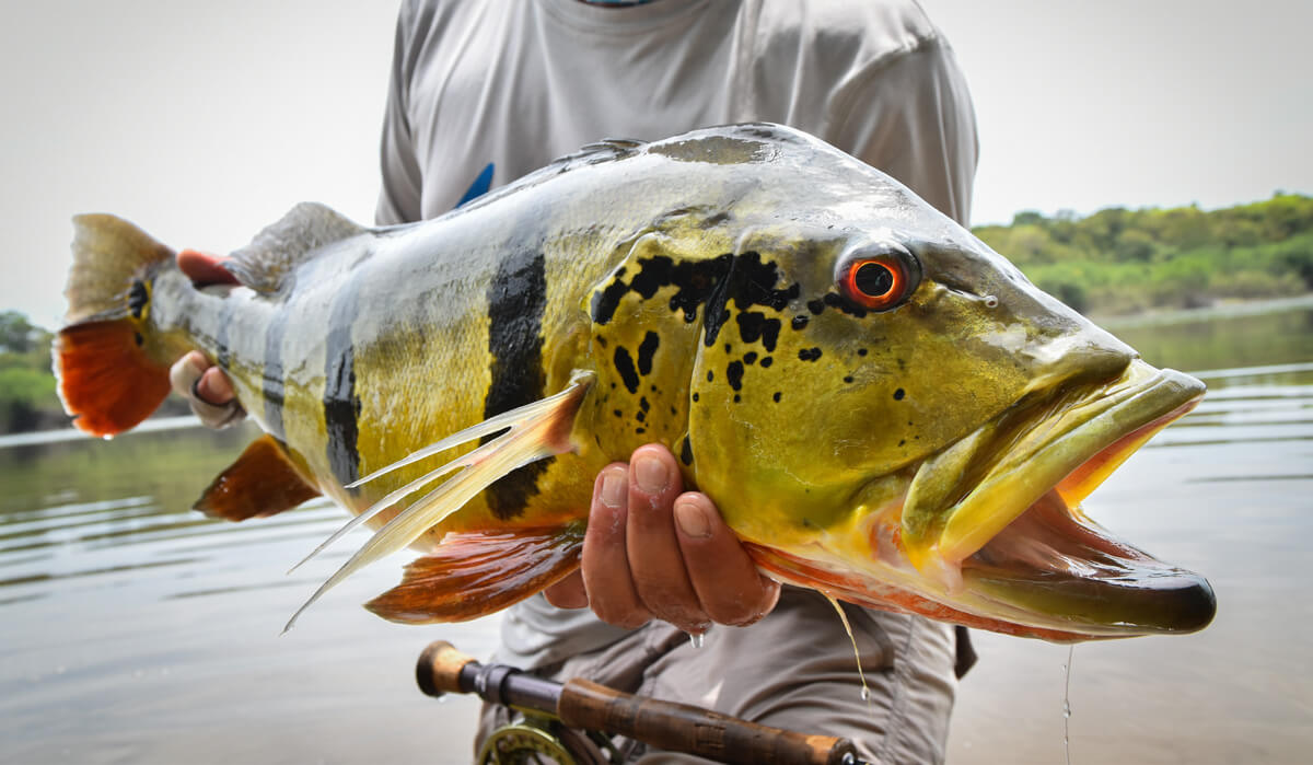 Fly Fishing for Payara and Peacock Bass