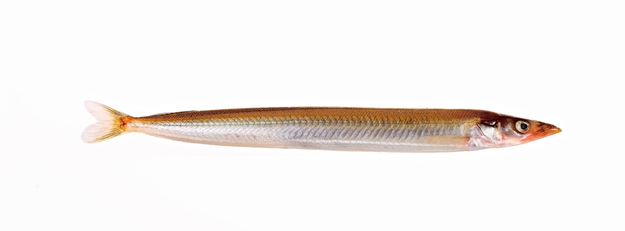 Flat-Wing Sand Eel  Barry Ord Clarke - Tail Fly Fishing Magazine