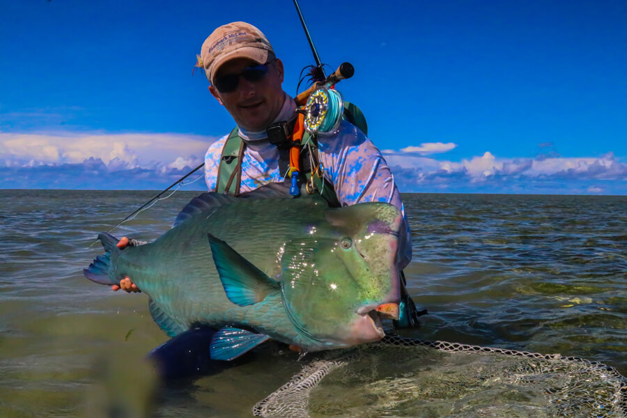 Bison Of The Flats: The Bumphead Parrotfish