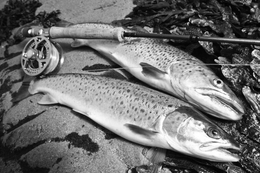 Sea Trout in Northern Europe Tail Fly Fishing Magazine