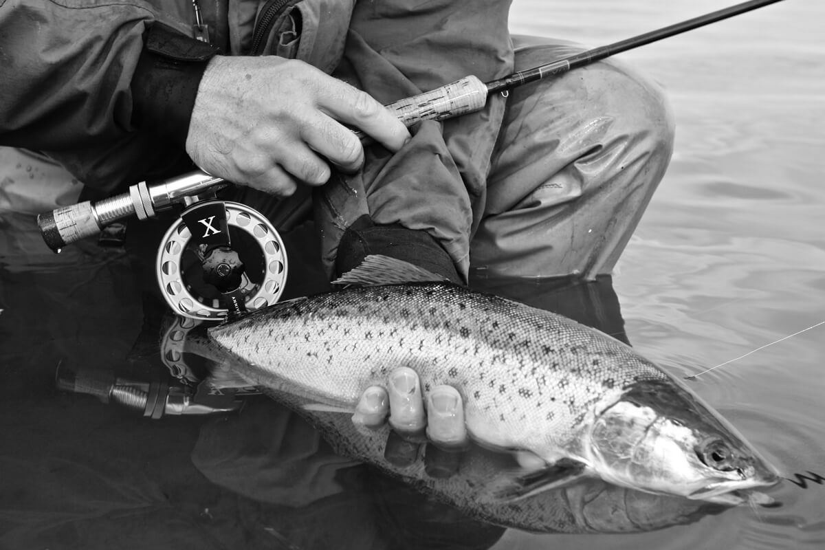 Saltwater fly fishing for Northern Sea trout