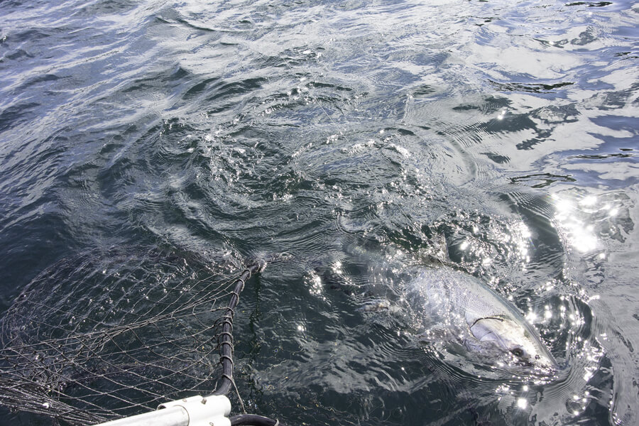 Chrome from the Sea