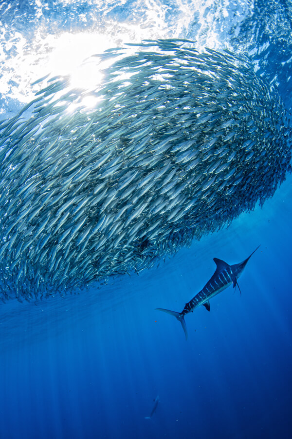 saltwaterflyfishingcabosanlucas6 Tail Fly Fishing Magazine