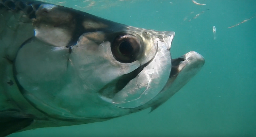 The Aquarium: Tarpon Fishing in Puerto Rico