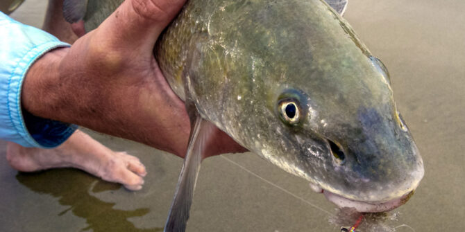 saltwater fly fishing for corbina in the surf 3