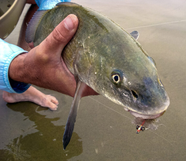 California Corbina Sight Fishing the Surf Tail Fly Fishing Magazine