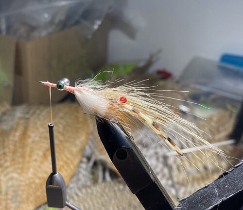 saltwater flies - the evolution shrimp is a fly made for bonefish and permit that uses a shrimp head and epoxy body mimcking the M.O.E (Mother of all epoxy) fly. Esay to tie and swims great. One of the best saltwater patterns for bonefish, permit, redfish and snook.