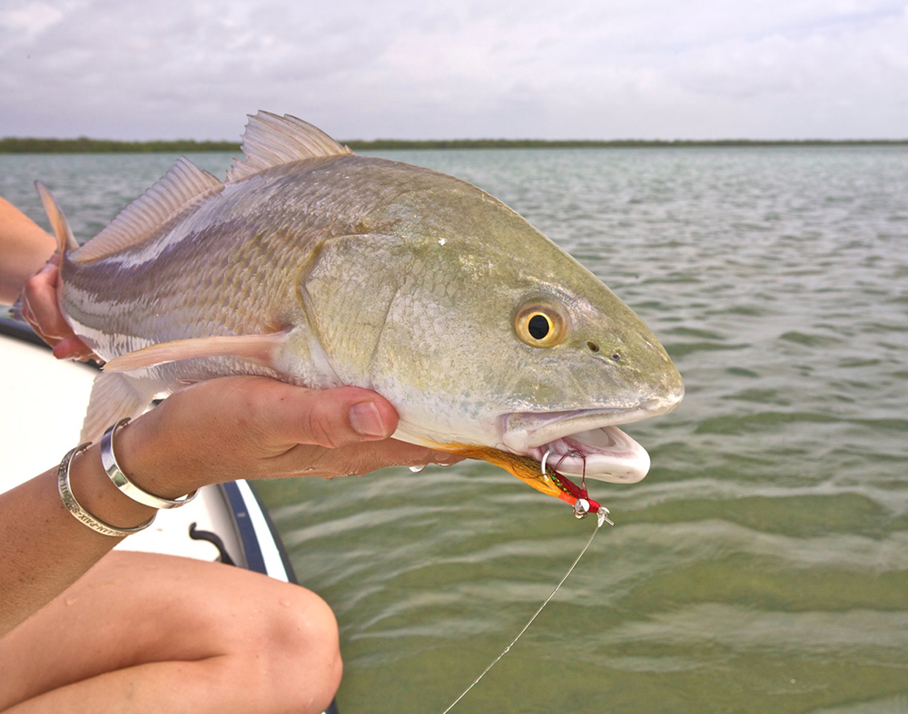 The Everglades Seven