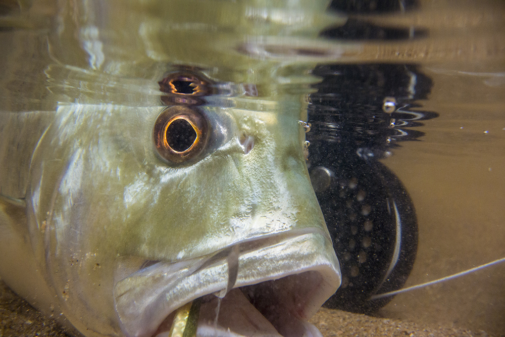 The Family Trevally