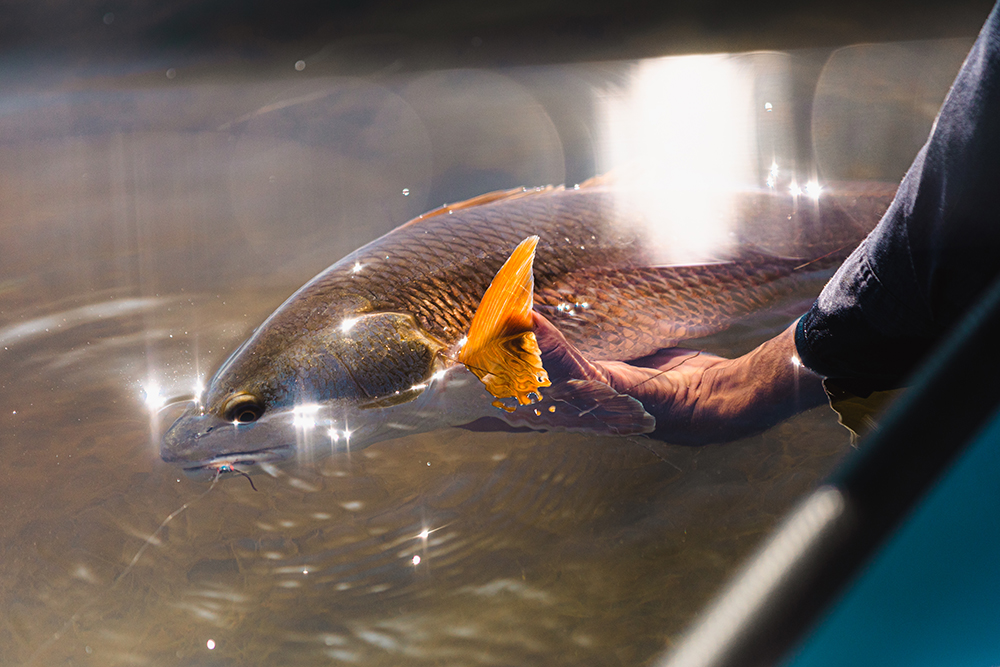 Life, Loss, and Skinny Texas Reds